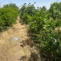 باغ|فروش زمین و ملک کلنگی|قم, نخودی|دیوار
