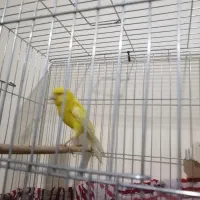 قناری سوپر|پرنده|تهران, باغ فیض|دیوار