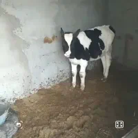 گاو شیری|حیوانات مزرعه|چناران, |دیوار