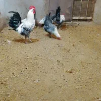 تخم مرغ‌نطفه‌دار‌براکل‌سیلور