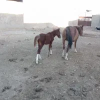 اسب مادیان با کره|اسب و تجهیزات اسبسواری|خرمآباد, |دیوار