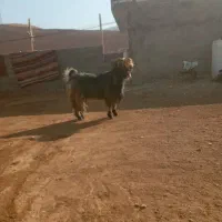 بعیه تخمی|حیوانات مزرعه|دزپارت, |دیوار