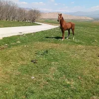 اسب عرب....|اسب و تجهیزات اسب‌سواری|کرمانشاه, |دیوار