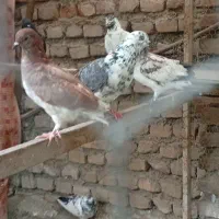 معاوضه بالاری