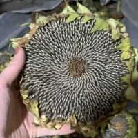 فروش تخمه افتابگردون S300وS400|خوردنی و آشامیدنی|جلفا, |دیوار