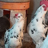 مرغ وخروس محلی اصیل وگلین|حیوانات مزرعه|مرودشت, نقش رستم|دیوار