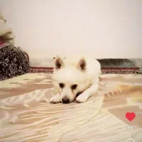 سگ اشپیتز نر۳ساله