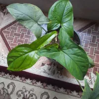 همه دونه۸۰تومن گران نخر