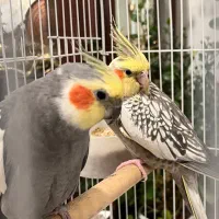عروس‌هلندی