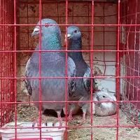 تعدای کبوتر پلاکی