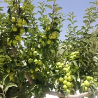 42 هکتار زمین سرحد اقلید