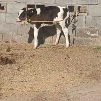 گوساله هلشتاین ماده شیری