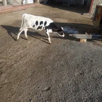 گوساله|حیوانات مزرعه|شراء, |دیوار