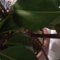 گل زیبا|گل و گیاه طبیعی|کلاترزان, |دیوار