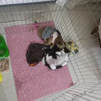 واگذاری هاپو جفتی۵ت|سگ|پردیس, فاز ۸|دیوار