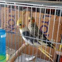 جفت مولد عروس هلندی جوجه عروس هلندی ،عروس مولد|پرنده|وحیدیه, |دیوار