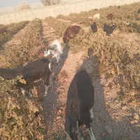 چند راس بزغاله و بز ابستن