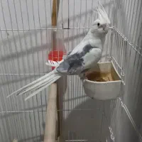 دوکت البینیو مهر|پرنده|شاهرود, |دیوار