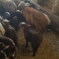 میش و بره جوان