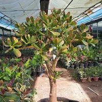بنسای کراسولا گیاه پول