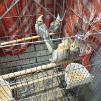 یه جفت عروس هلندی مولد با جوجه