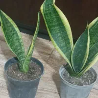 تخفیف گل و گیاه طبیعی به مدت دو روز|گل و گیاه طبیعی|خواف, |دیوار