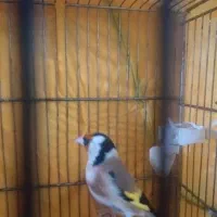 سهره ۲ ساله|پرنده|بانه, |دیوار