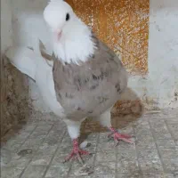 کبوتر طوقی،،سرور|پرنده|شهریار, شهرک بهاران (ویره)|دیوار