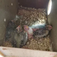 پرنده