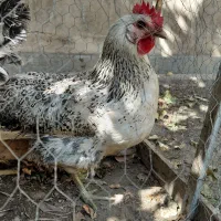 مرغ تخم گذار