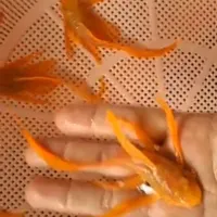 کت فیش پوزه بوته ای باله بلند چشم ابی|ماهی|تهران, اکباتان|دیوار