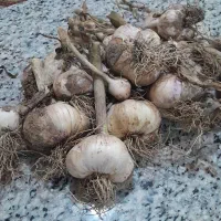 سیر تر پا قرمز