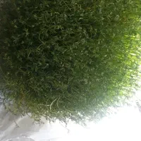 سبزی برای مراسم