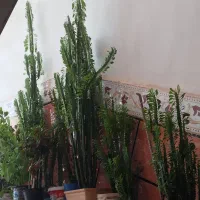 سلام گلها بعلت کمبود جا زیر قیمت بفروش میرسد