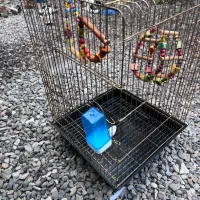 قفس کاسکو با لوازم|لوازم جانبی حیوانات|فومن, |دیوار