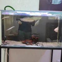 آکواریوم شیشه خم بک سامپ