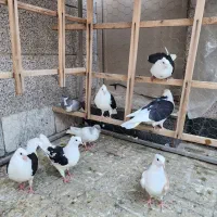 کبوتر مغلف ۸ عدد
