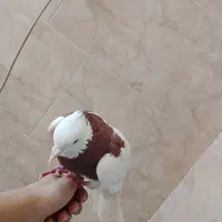 کفتر طوقی|پرنده|یزد, |دیوار