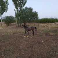 کره مادیان 30ماهه ترک دره شور|اسب و تجهیزات اسبسواری|سمیرم, |دیوار