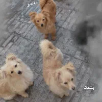 نژاد پامرین کاملا خالص. واکسینه شده هر  3 دوره .