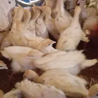 جوجه بوقلمون بیوتی زرین 6|حیوانات مزرعه|حبیب آباد, |دیوار