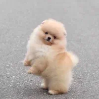 پامرانین دو‌سر خرسی