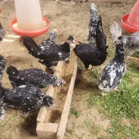 تخم مرغ نطفه دار گلین|حیوانات مزرعه|شهرکرد, |دیوار