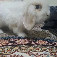 خرگوش لوپ