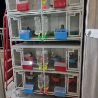 قفس پرنده کبوتر|لوازم جانبی حیوانات|سبزوار, عظیمیان|دیوار