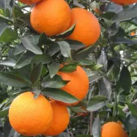 فروش پرتقال تامسون
