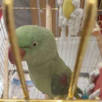 شاه طوطی نر|پرنده|رشت, کوی فکوری|دیوار