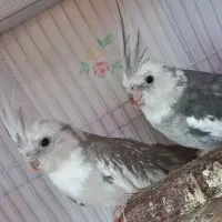 جفت عروس هلندی