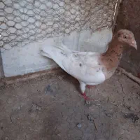 کبوتر|پرنده|قزوین, |دیوار