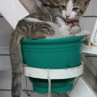 واگذاری بچه گربه